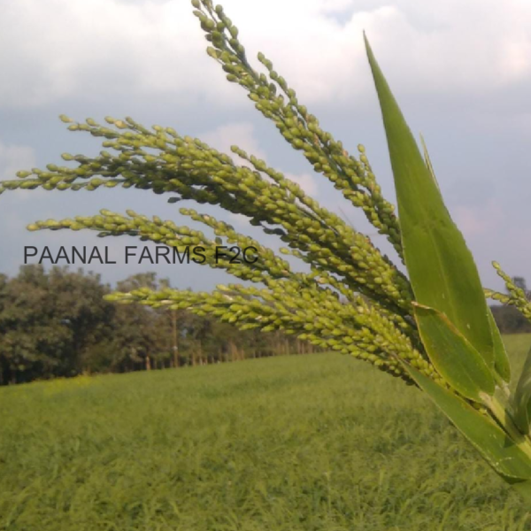 BROWN TOP MILLET  - 250 GM