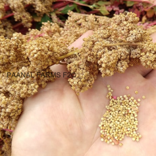 QUINOVA SEED 100 GM (OGP)