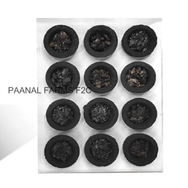 SAMBRABI CUP  - 12 PCS