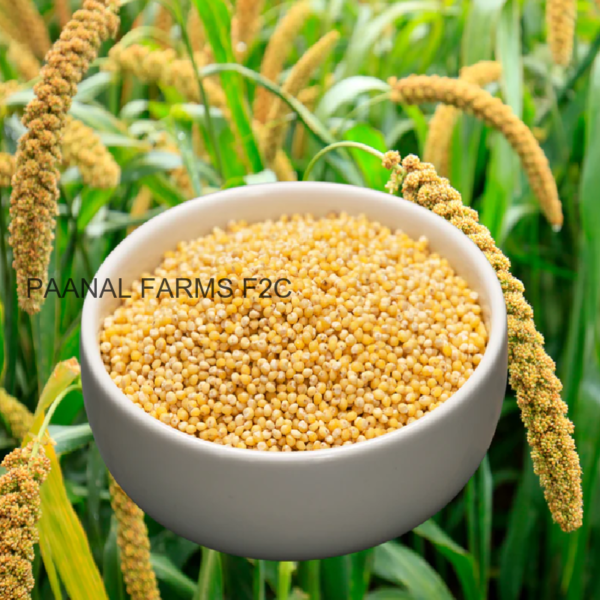 THINAI  ( FOX TAIL MILLET) - 250 GM