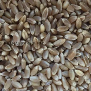 Black wheat