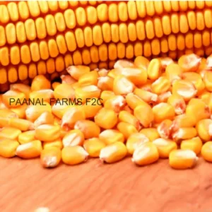 Makka Cholam (Maize) – 250 GM