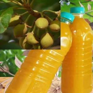 Ilupi Ennai 1 Liter